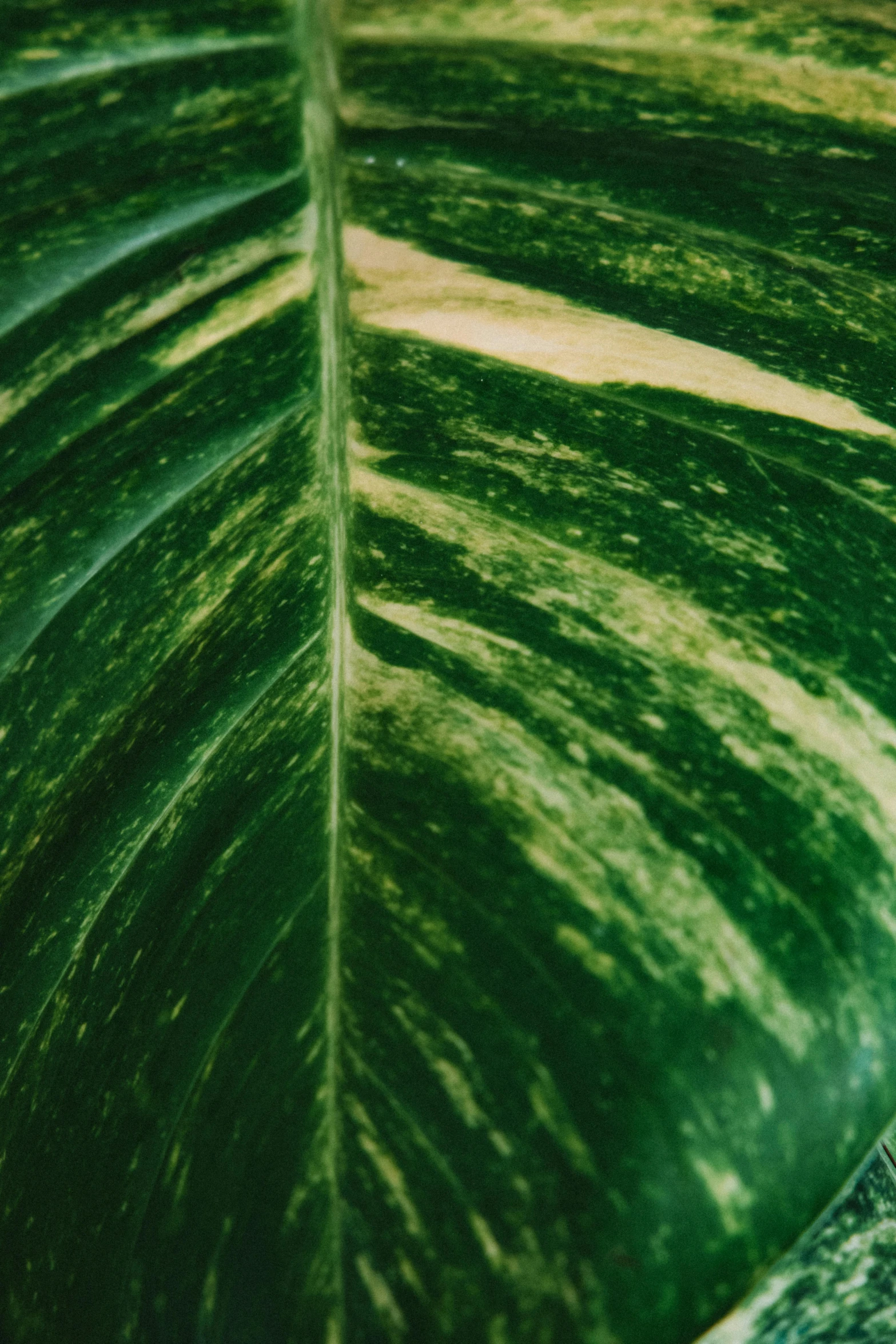 a close up of a large green leaf, marbled, tropical houseplants, multiple stories, yellowed