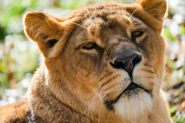 a close up of a lion laying in the grass, a portrait, trending on unsplash, australian, regal and proud robust woman, strong chin, “portrait of a cartoon animal