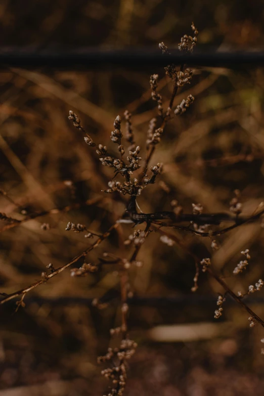 a fire hydrant sitting on top of a lush green field, an album cover, inspired by Elsa Bleda, trending on pexels, naturalism, many thick dark knotted branches, brown, a close up shot, flowering buds