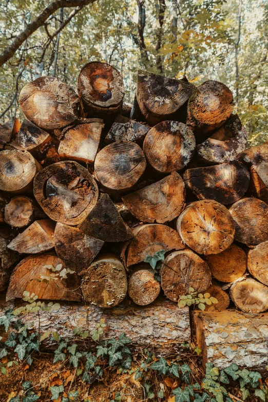 a pile of wood sitting in the middle of a forest, profile image, 10k, stacked image