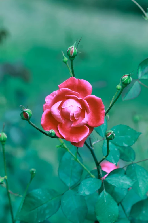 the pink rose is on top of the tree