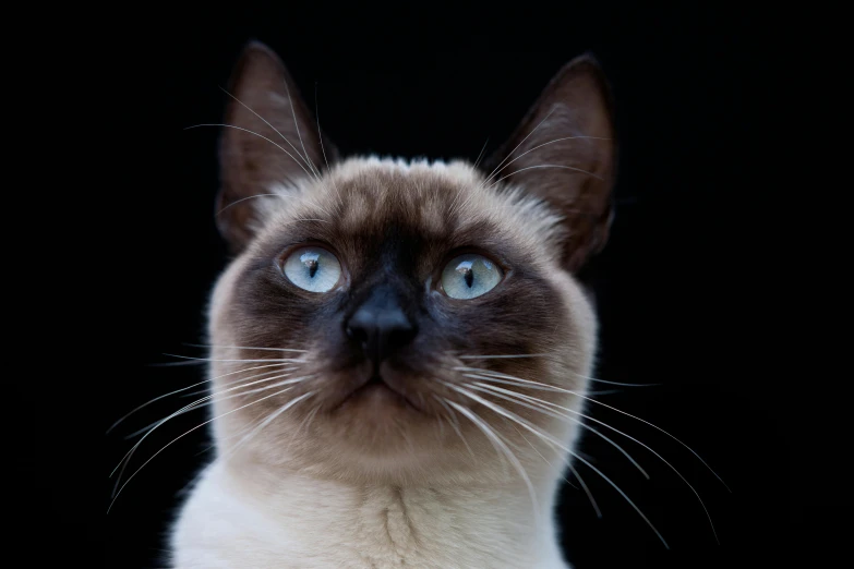 a close up of a cat with a black background, an album cover, unsplash, aesthetic siamese cat, blue, looking regal and classic, hyperrealistic ”