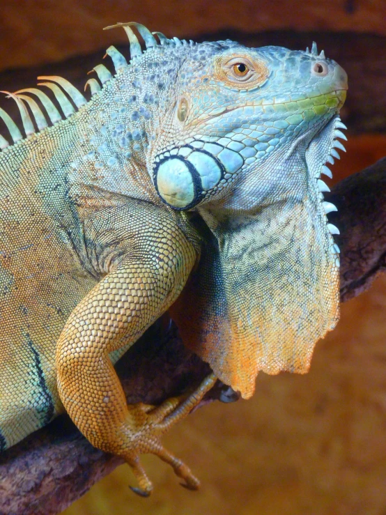 a close up of a lizard on a tree branch, by Terese Nielsen, trending on pexels, renaissance, iguana, mixed animal, no cropping, indoor picture