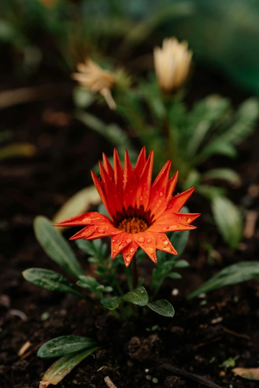 an orange flower growing out of the ground, by Elsa Bleda, in bloom greenhouse, serrated point, strong red hue, small crown