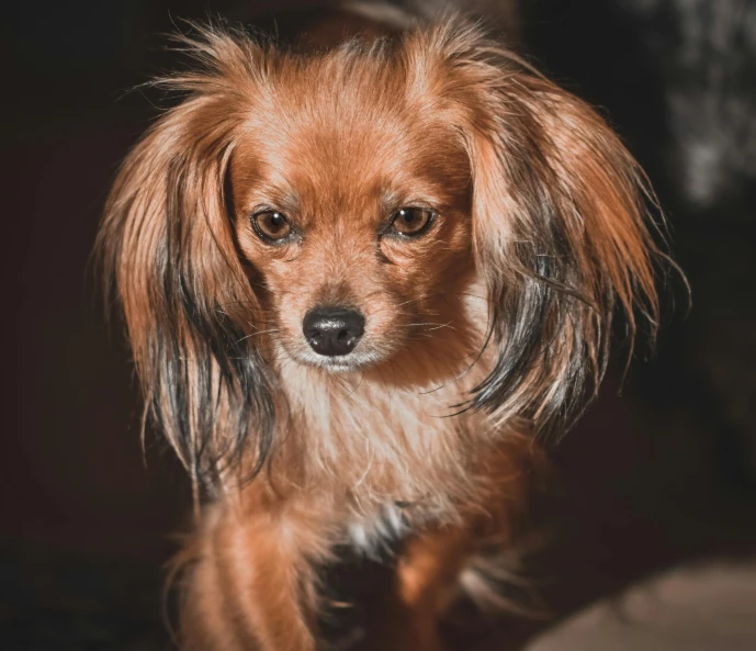 a small brown dog standing on top of a wooden floor, a portrait, by Emma Andijewska, pexels contest winner, headshot of young female furry, fierce expression 4k, 8k octan photo, small hairs