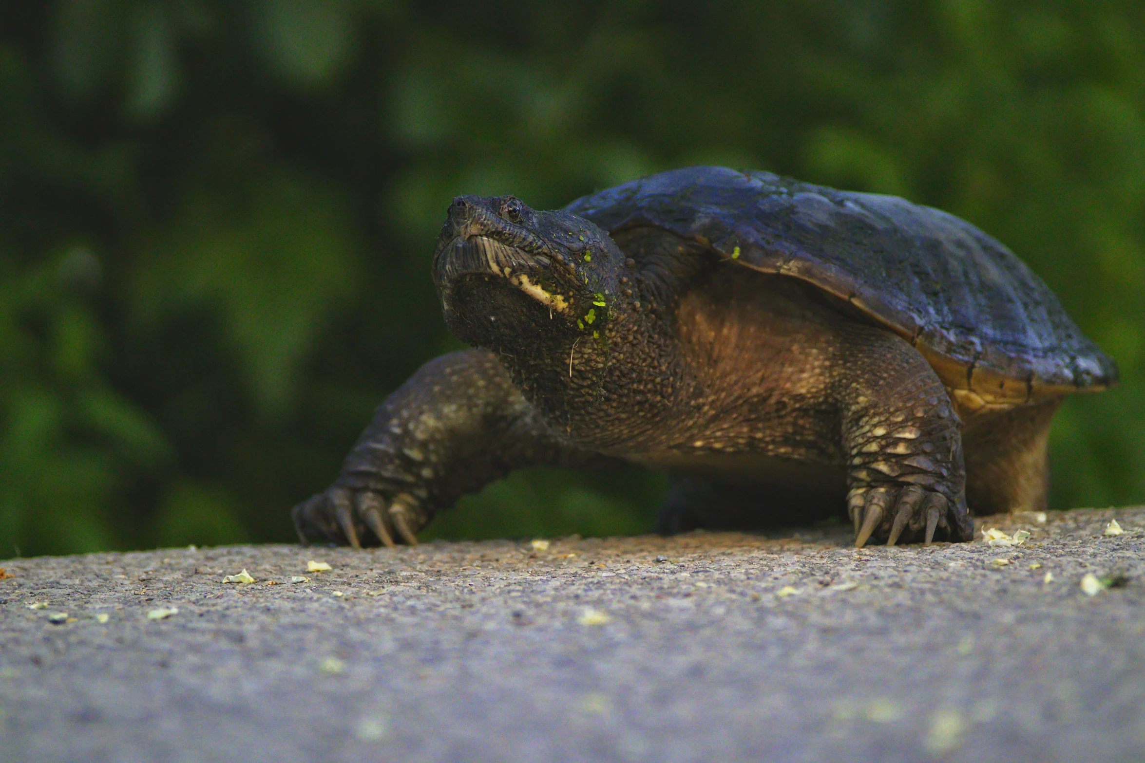 a large turtle sitting on top of a road, by Adam Marczyński, pexels contest winner, vicious snapping alligator plant, black, skinny grunt face, side view close up of a gaunt