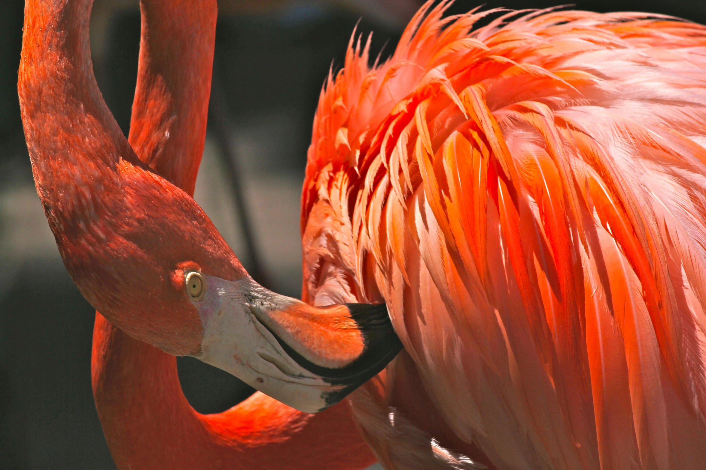 a couple of flamingos standing next to each other, by Bernie D’Andrea, pexels contest winner, photorealism, pink and orange, dynamic closeup, red bird, 🦩🪐🐞👩🏻🦳