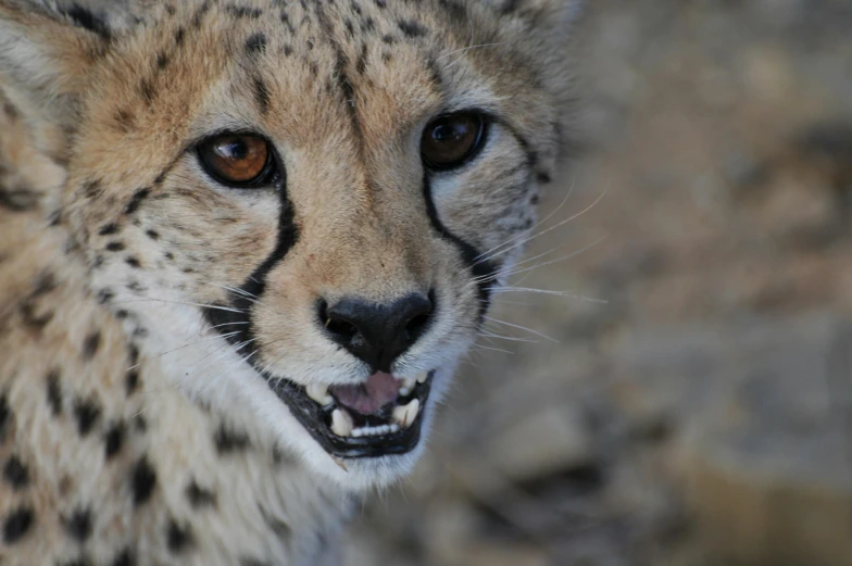 a close up of a cheetah looking at the camera, pexels contest winner, a still of a happy, african facial features, with a pointed chin, in a medium full shot