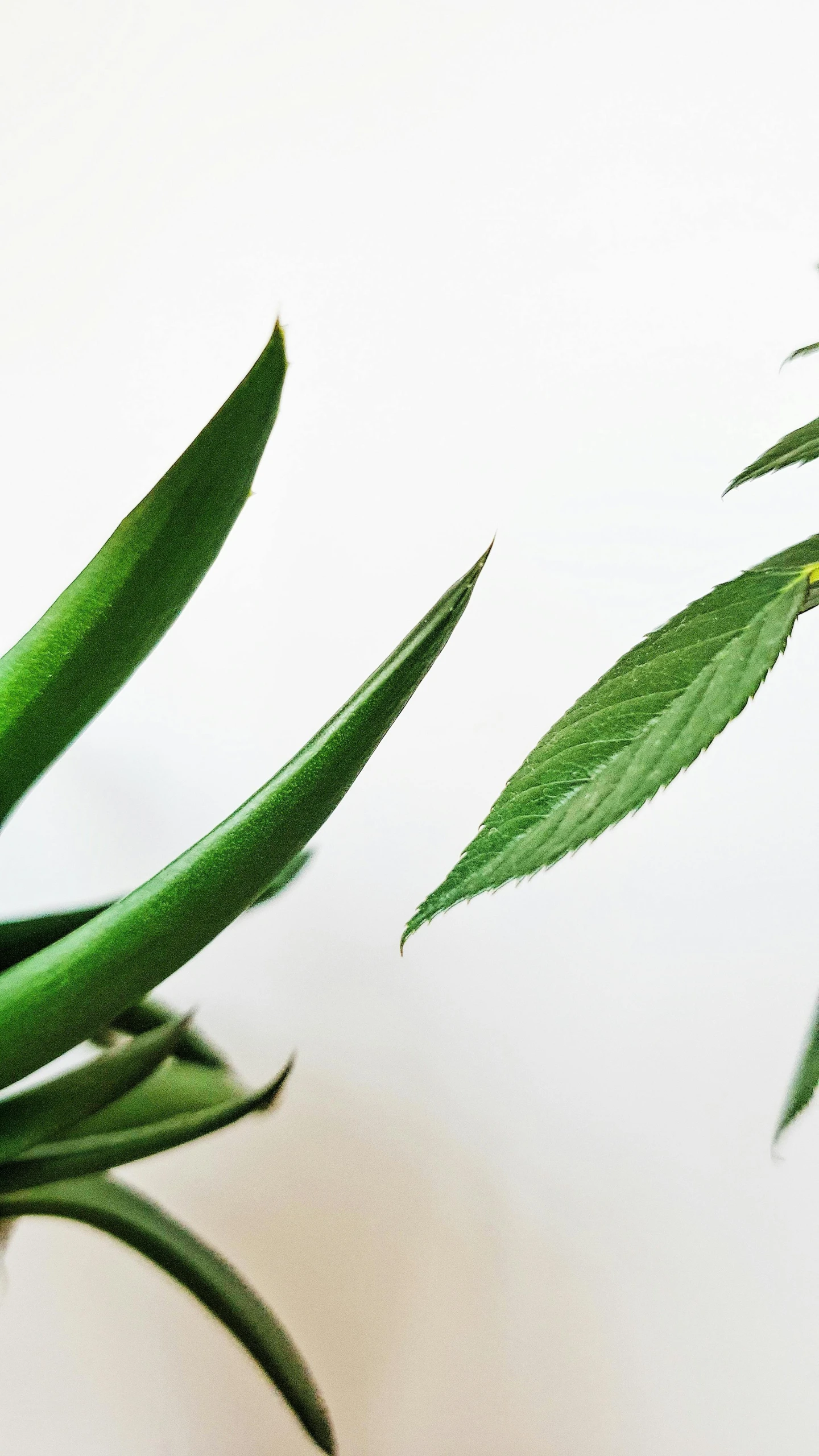 a couple of potted plants sitting on top of a table, an album cover, trending on pexels, hurufiyya, microchip leaves, close up to a skinny, ultrawide image, spines