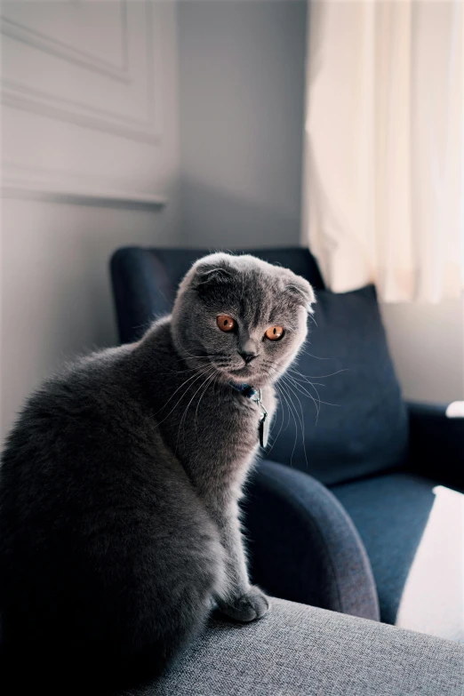 a gray cat sitting on top of a couch, by Adam Marczyński, unsplash, scottish fold, looking threatening, armchair, gif