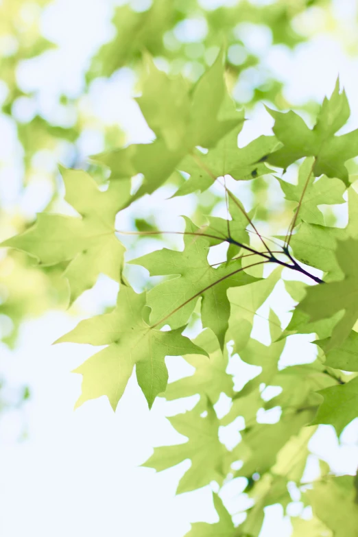 a bird perched on a branch of a tree, leaves in the air, light green, maple tree, like a catalog photograph