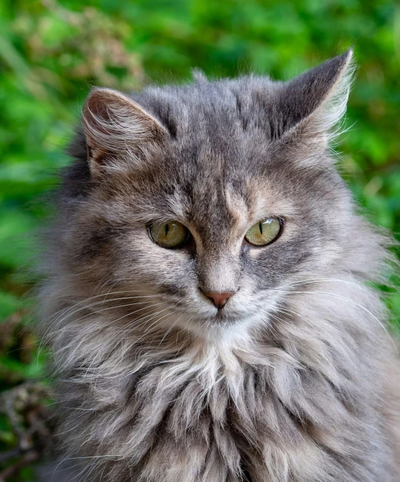 a gray cat sitting on top of a lush green field, pexels contest winner, renaissance, fluffy mane, headshot of young female furry, fluffy'', aged 2 5