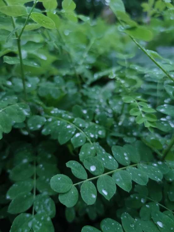 a close up of a plant with water droplets on it, unsplash, hurufiyya, moringa oleifera leaves, high quality image”