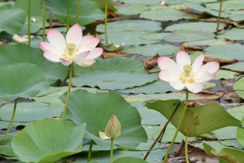 a group of flowers sitting on top of a lush green field, a picture, inspired by Hasegawa Tōhaku, unsplash, hurufiyya, lotus pond, pink white and green, exterior botanical garden, gold flaked flowers