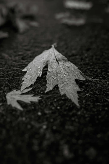 a leaf that is laying on the ground, a black and white photo, unsplash, rainy night, photorealistic!!!!, paul barson, made of leaves