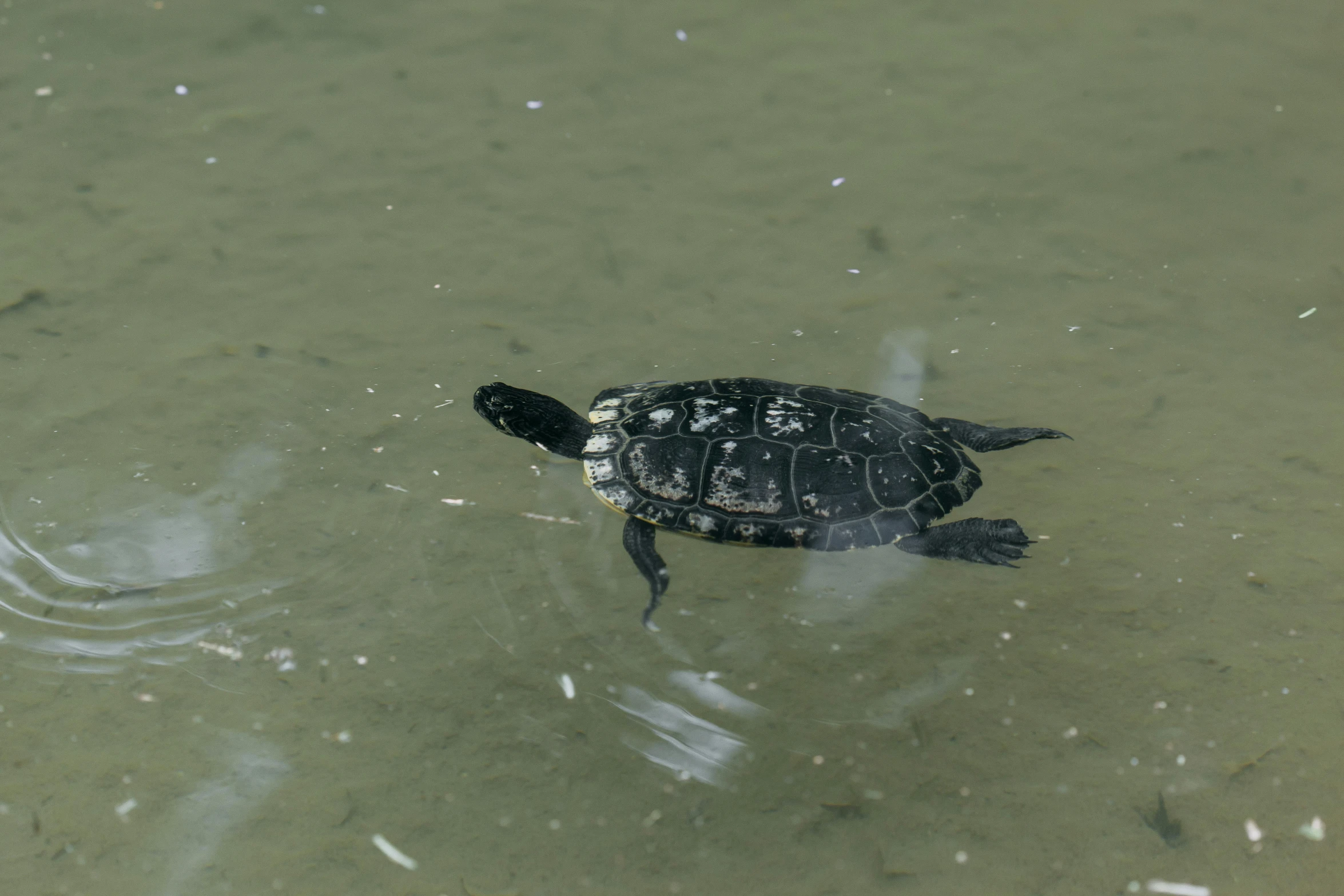 a turtle swimming in a body of water, standing on the water ground, jen atkin, high quality photo, banchou