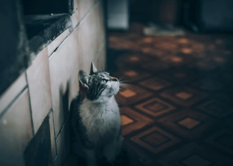 a gray and white cat sitting next to a wall, unsplash contest winner, as she looks up at the ceiling, looking upwards, standing in a dimly lit room, slightly pixelated