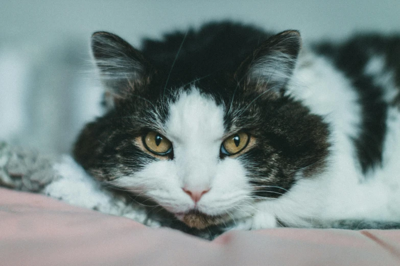 a black and white cat laying on top of a bed, trending on unsplash, renaissance, angry looking at camera, baggy eyes, ready to eat, with a white nose