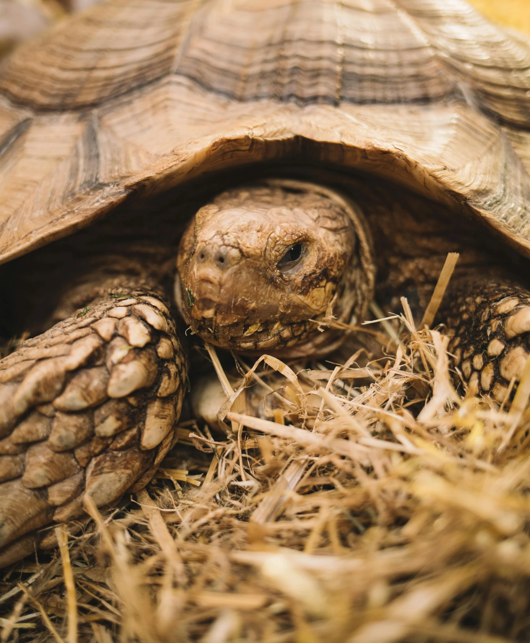a turtle sitting on top of a pile of hay, by Adam Marczyński, unsplash contest winner, renaissance, wrinkled, hibernation capsule close-up, an afghan male type, high angle close up shot