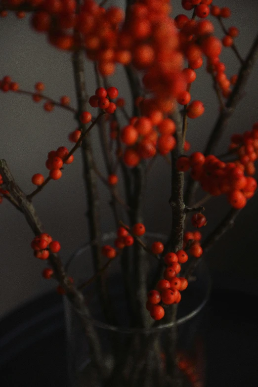 the red berries on this plant make a sprinkled tree