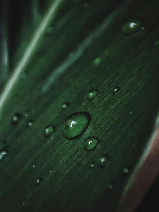 a green leaf with water droplets on it, inspired by Elsa Bleda, trending on unsplash, renaissance, 🍸🍋, made out of rain, low quality photo, music video