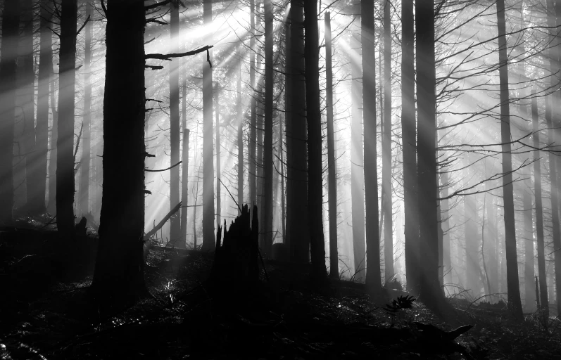 a black and white photo of a forest, inspired by Ansel Adams, pexels contest winner, dramatic morning light, dawn cgsociety, steampunk forest, redwoods