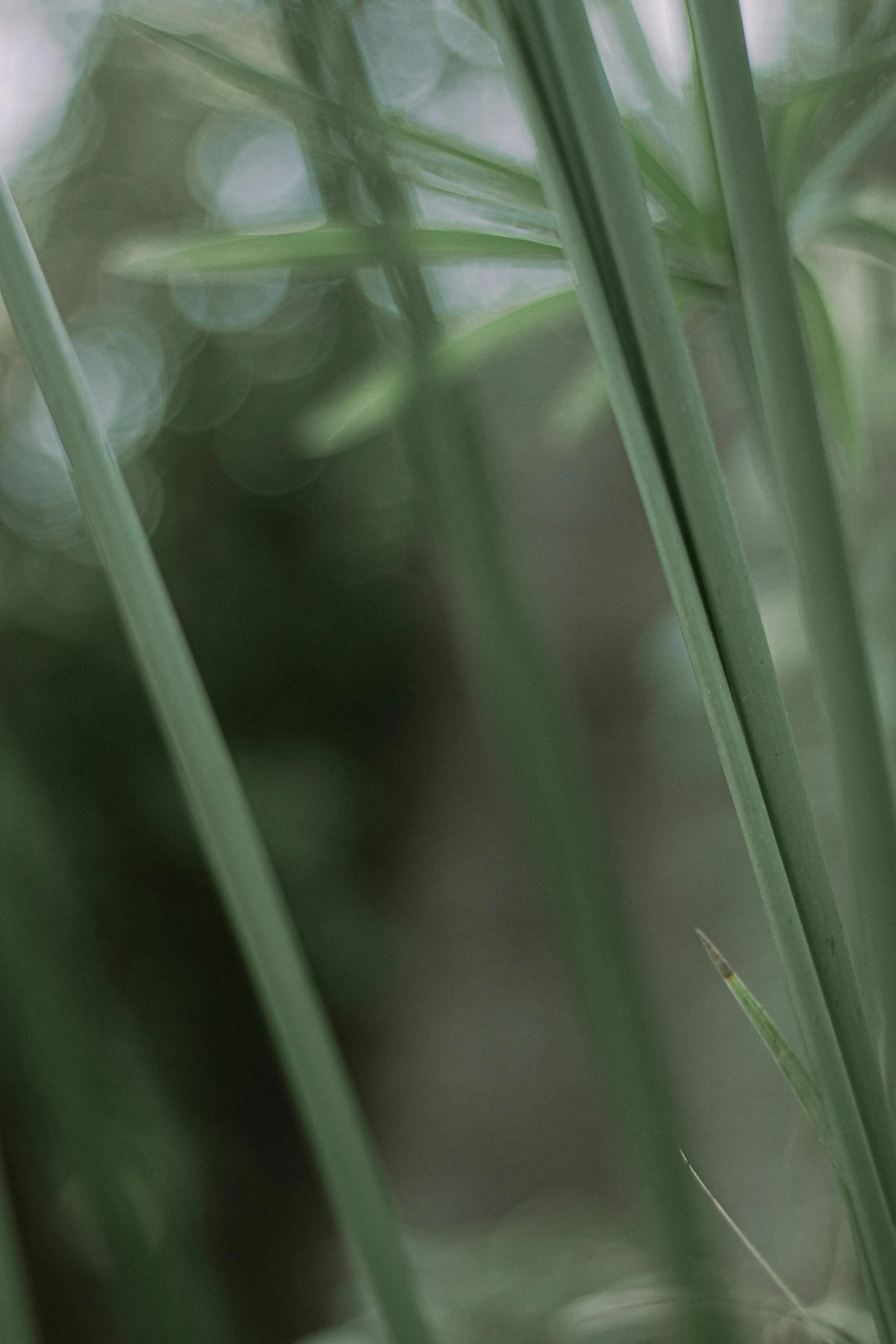 a bug that is sitting on some grass, by David Simpson, hurufiyya, palm lines, atmospheric photograph, green, blurred detail