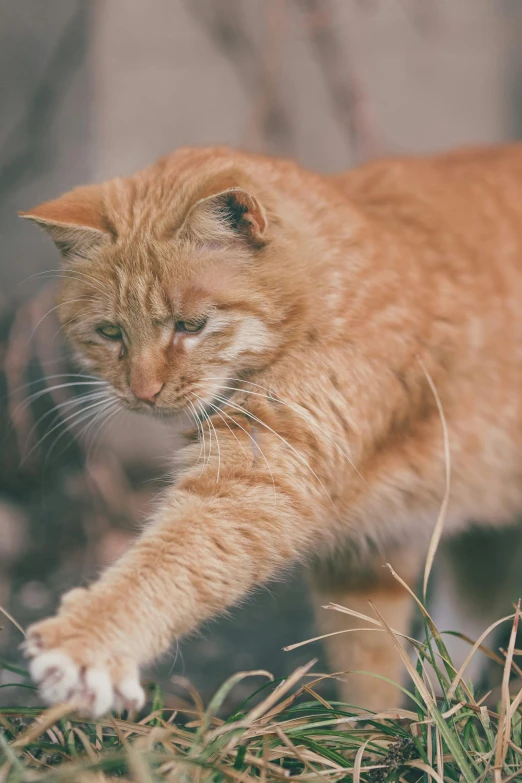 a cat that is walking around in the grass, unsplash, photorealism, ginger cat in mid action, old male, pointing, large)}]