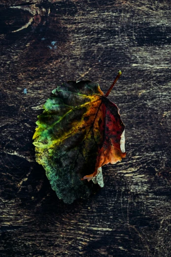 a close up of a leaf on a wooden surface, an album cover, inspired by Elsa Bleda, trending on pexels, art photography, multicolored, dark, rotting, multi - coloured