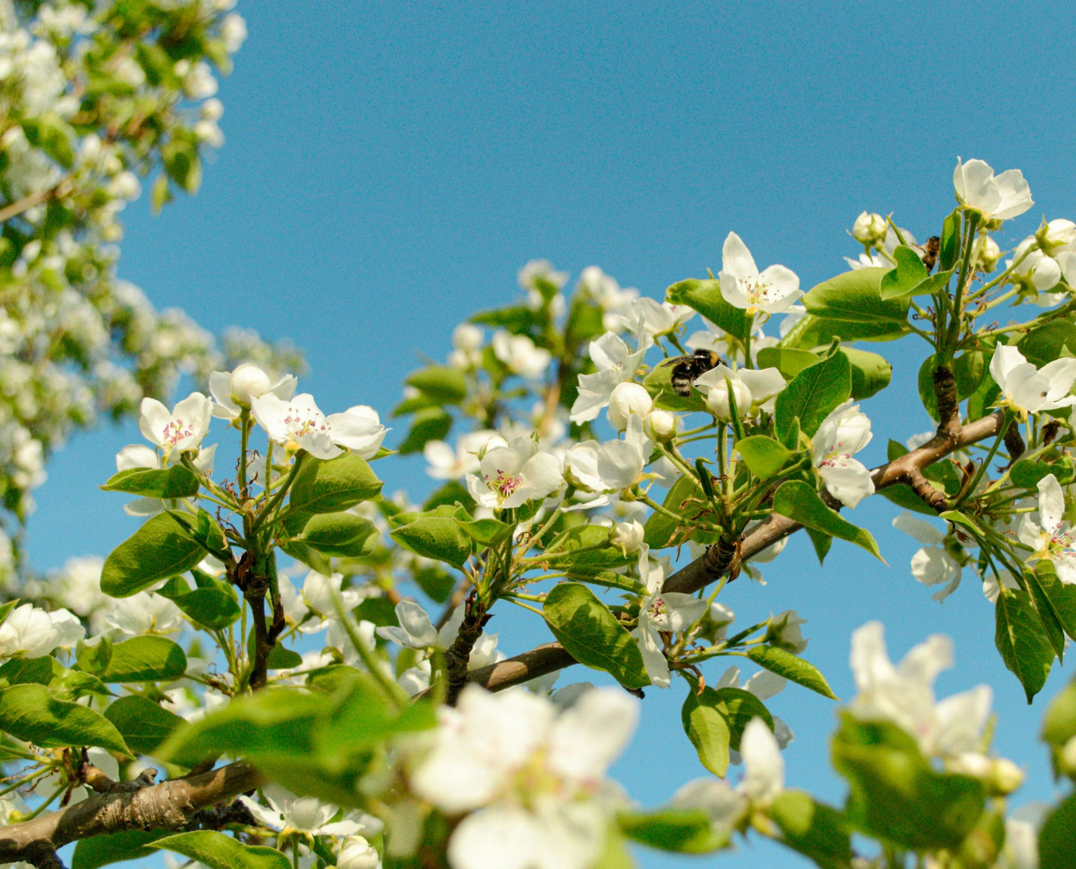 a tree with white flowers against a blue sky, by Julia Pishtar, unsplash, garden with fruits on trees, sustainable materials, background image, bees flying