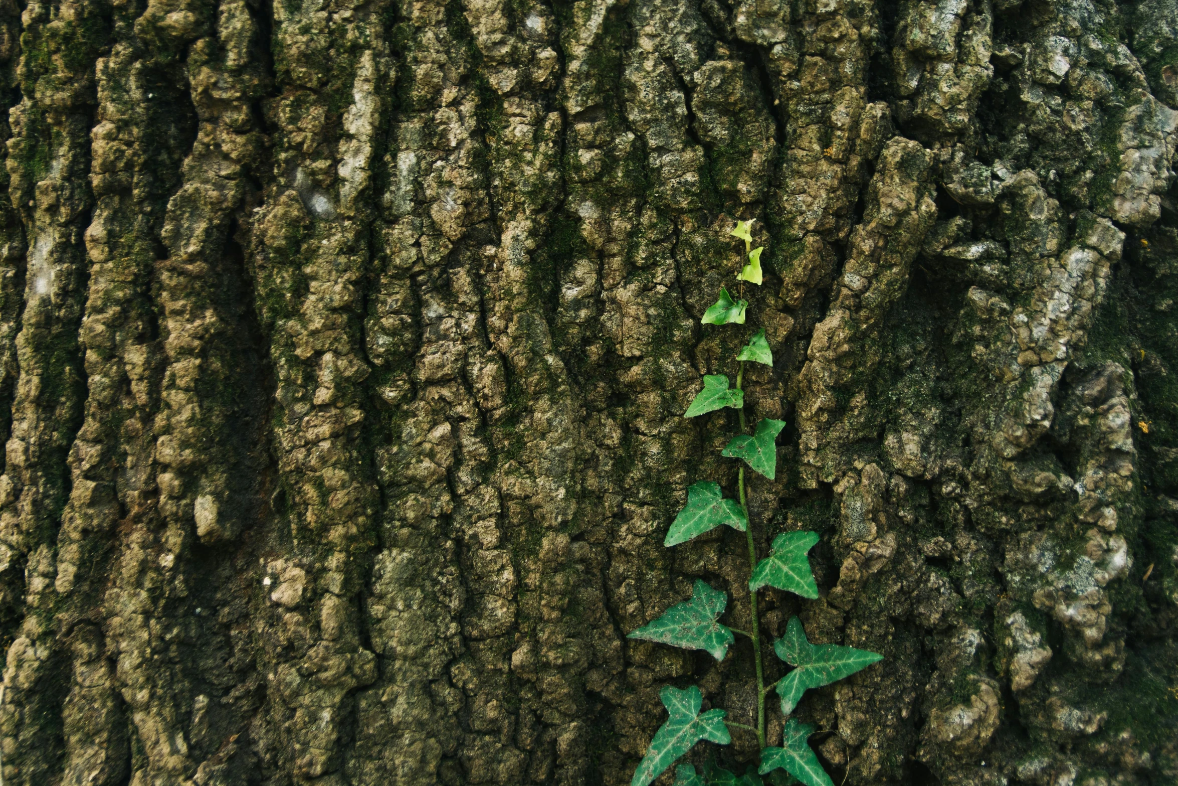 a plant growing out of the bark of a tree, by Yasushi Sugiyama, unsplash, renaissance, with ivy, shot on hasselblad, 2000s photo