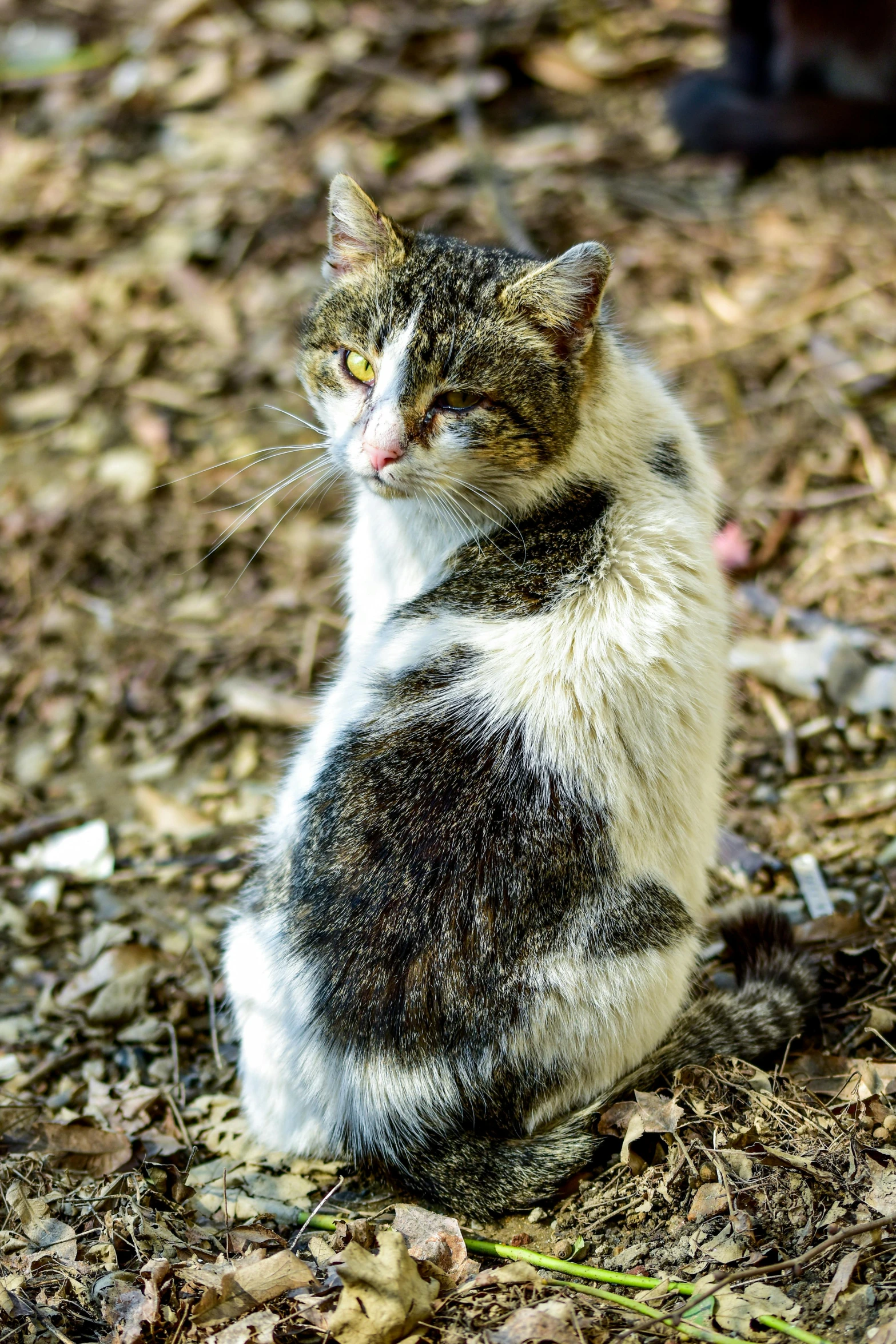 a cat that is sitting on the ground, by Tony Szczudlo, patches of fur, in majestic, mixed animal, old male