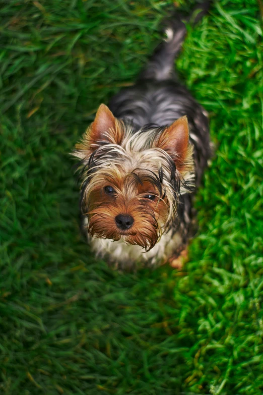 a small dog standing on top of a lush green field, birdseye view, square, yorkshire terrier, photo realistic”