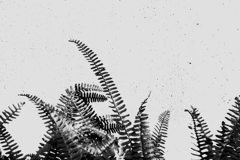 a black and white photo of some plants, by Adam Pijnacker, unsplash, kinetic pointillism, falling from sky, fern, white background!!!!!!!!!!, plain walls |somber white eyes