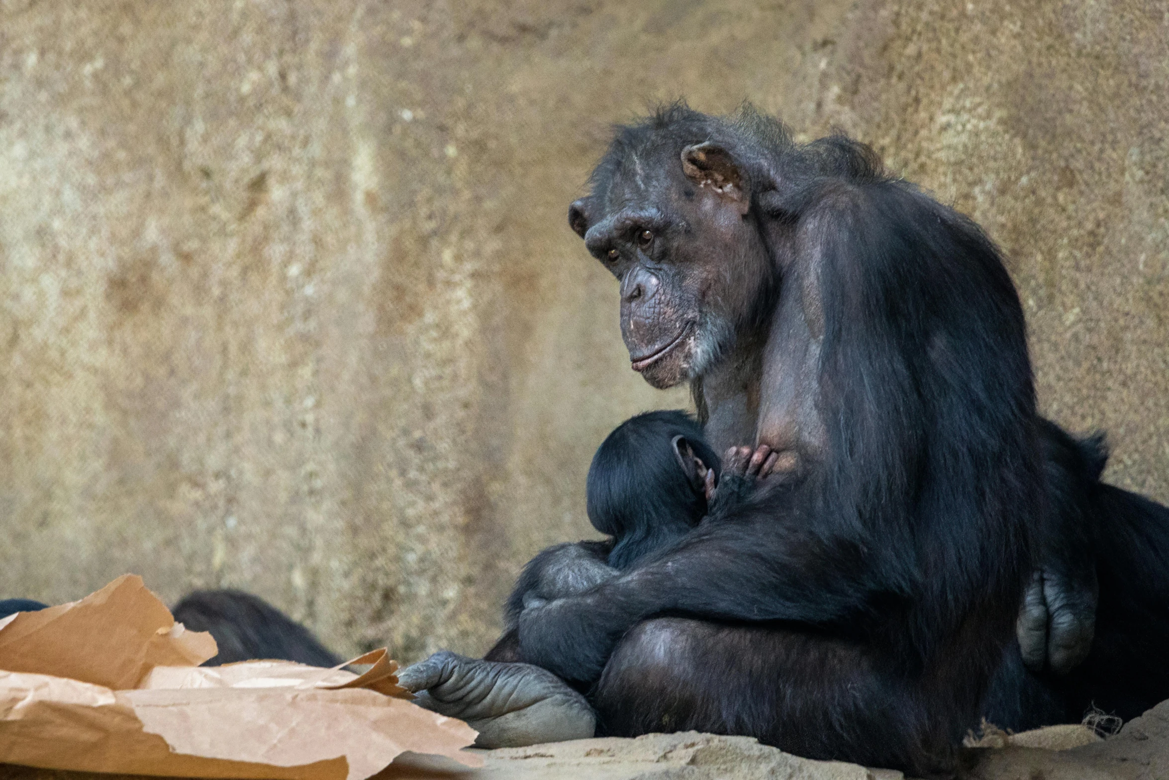 a baby chimpan sitting next to an adult chimpan, pexels contest winner, hugging her knees, working hard, black, birdseye view