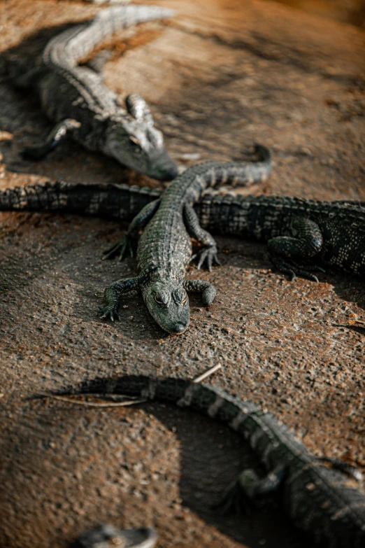 a group of alligators that are laying on the ground, by Adam Marczyński, trending on unsplash, fan favorite, a high angle shot, australian, low detail