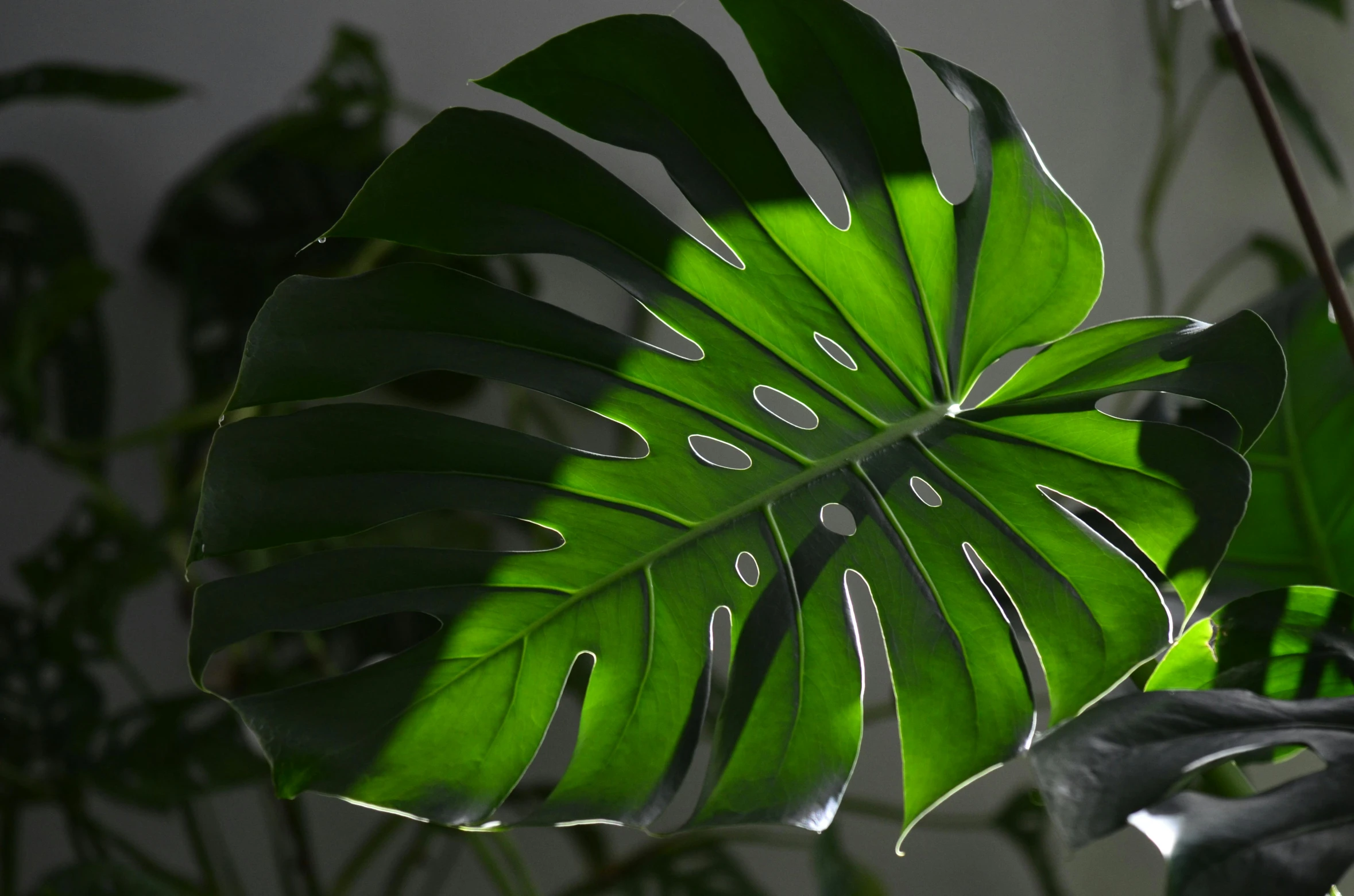 a close up of a plant with green leaves, inspired by Elsa Bleda, trending on pexels, photorealism, monstera deliciosa, glowing with silver light, instagram post, photorealistic octane render 8 k