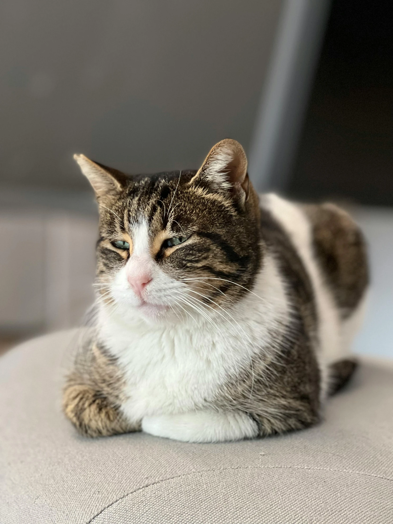 a cat that is laying down on a couch, smooth chin, on a white table, doing a majestic pose, squish