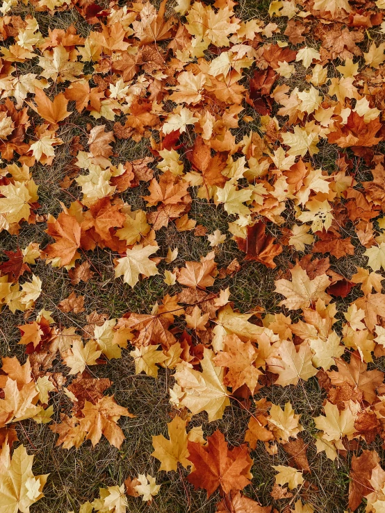 a bunch of leaves laying on the ground, pexels, hyperreal highly detailed 8 k, maple tree, mix, snapshot