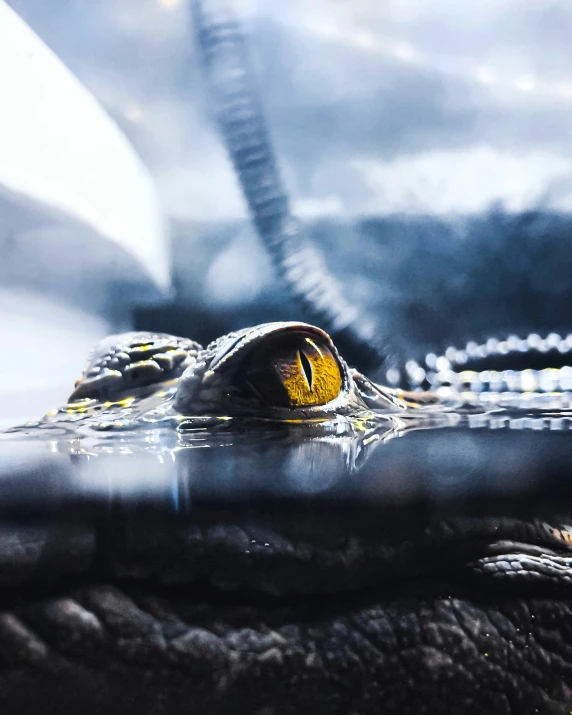 a close up of an alligator's eye in the water, inspired by national geographic, pexels contest winner, hurufiyya, glowing yellow eyes, instagram story, diorama macro photography, resting