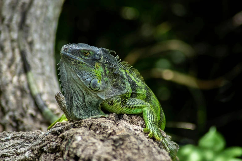 a close up of a lizard on a tree branch, a portrait, pexels contest winner, large green dragon, grey, iguana, avatar image