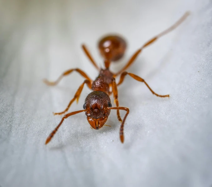 two red bugs on a white surface one of them is facing the camera