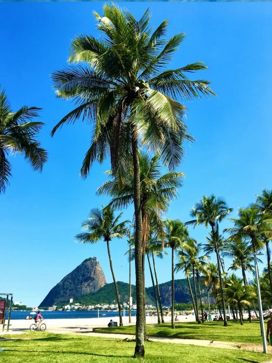 a group of palm trees sitting on top of a lush green field, inspired by Almada Negreiros, pexels contest winner, viewed from the harbor, avenida paulista, 💋 💄 👠 👗, sunny day at beach