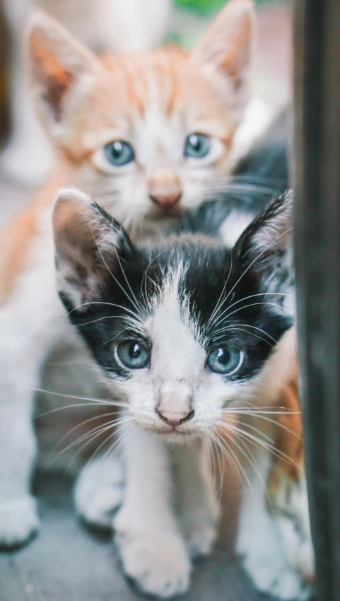 a couple of cats standing next to each other, by Niko Henrichon, trending on unsplash, closeup headshot, 8k octan photo, an adorable kitten, shot on sony a 7