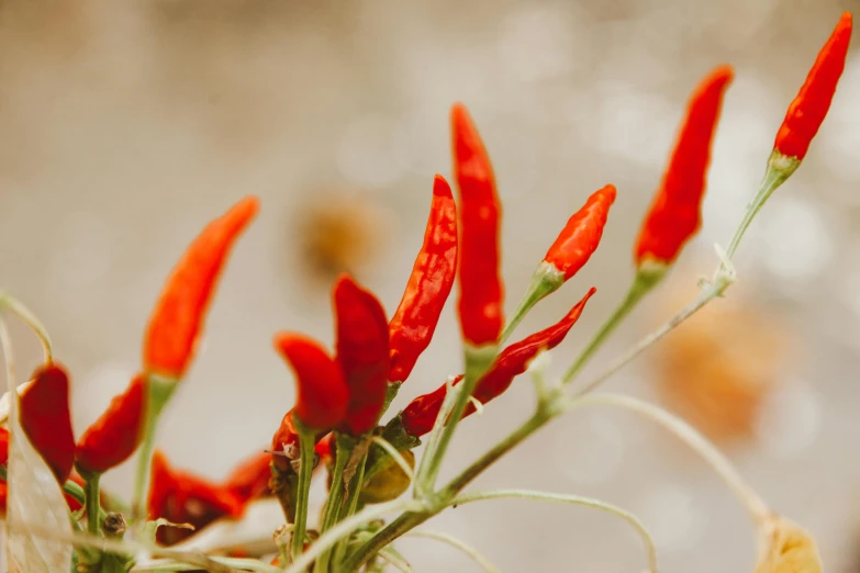 a vase filled with red hot peppers sitting on top of a table, a macro photograph, trending on pexels, art nouveau, background image, willow plant, botanical herbarium, body of pure fire