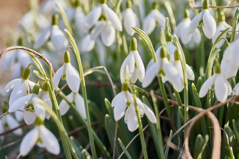 a close up of a bunch of white flowers, by Sylvia Wishart, early spring, white sweeping arches, winter sun, bells