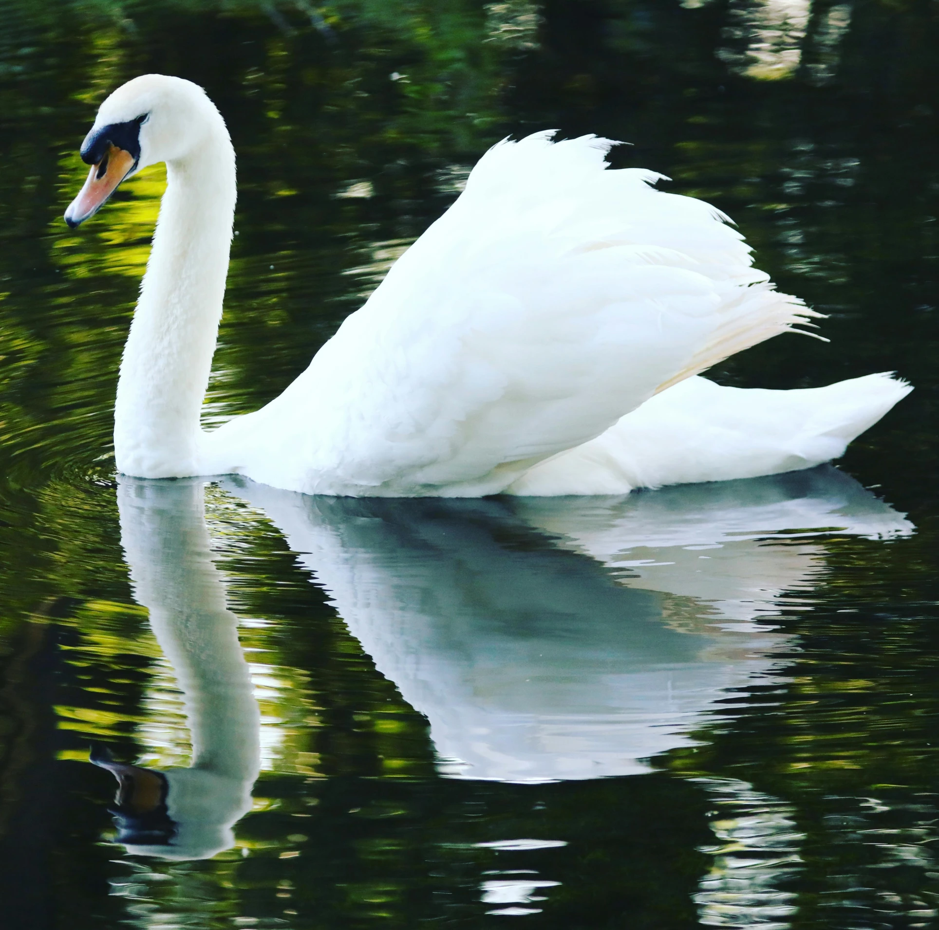 a white swan floating on top of a body of water, in a pond