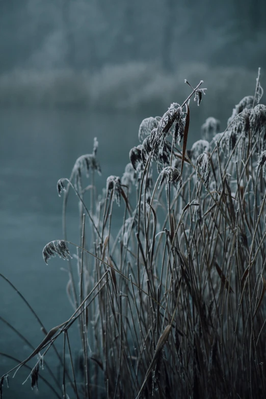 a bunch of tall grass next to a body of water, a picture, inspired by Elsa Bleda, trending on unsplash, romanticism, ice crystals, dark mist colors, medium format. soft light, ice blue