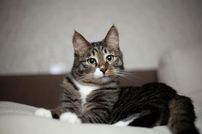 a close up of a cat laying on a bed, by Julia Pishtar, pexels contest winner, sitting on the couch, tabaxi male, great quality ), mixed animal