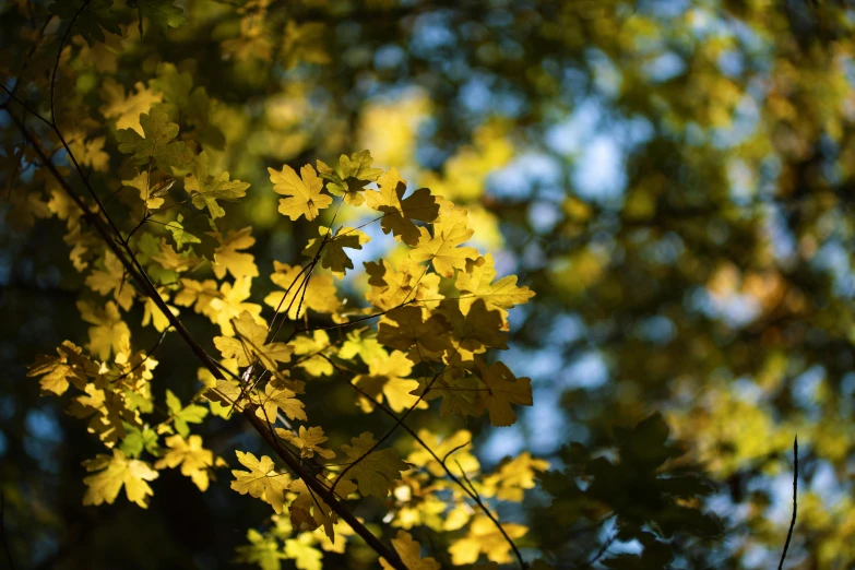 the sun shines through the leaves of a tree, by Andrew Domachowski, visual art, chartreuse and orange and cyan, medium format. soft light, thumbnail, golden leaves